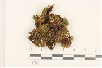 藏品(那霸短月蘚)的圖片