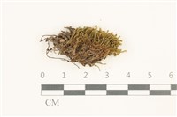 藏品(鞭苔,三裂鞭苔)的圖片