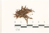 藏品(鞭苔,三裂鞭苔)的圖片