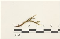 藏品(溪邊青蘚)的圖片