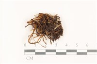 藏品(蔓枝濕原蘚)的圖片