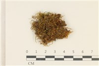 藏品(柳葉蘚)的圖片