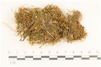 藏品(柳葉蘚)的圖片