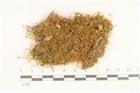 藏品(柳葉蘚)的圖片