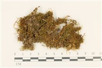 藏品(柳葉蘚)的圖片