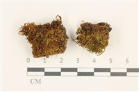 藏品(No.860335)的圖片