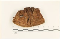 藏品(脆枝曲柄蘚)的圖片