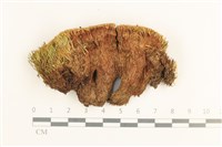 藏品(脆枝曲柄蘚)的圖片