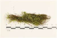 藏品(草黃濕原蘚)的圖片