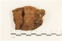 藏品(脆枝曲柄蘚)的圖片