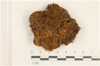 藏品(No.860335)的圖片