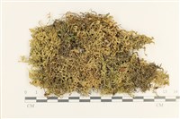 藏品(毛擬叉苔)的圖片