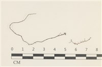 藏品(爪哇檜蘚)的圖片
