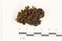 藏品(那霸短月蘚)的圖片