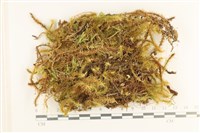 藏品(大熱澤蘚)的圖片