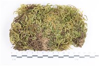 藏品(毛扭蘚)的圖片