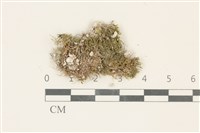 藏品(索氏叢本蘚)的圖片