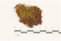 藏品(索氏叢本蘚)的圖片