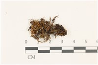 藏品(尖葉扭口蘚)的圖片