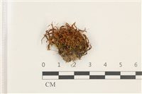 藏品(尖葉扭口蘚)的圖片