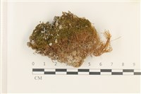 藏品(狹葉扭口蘚)的圖片