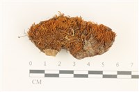 藏品(扭口蘚)的圖片