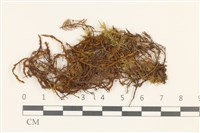 藏品(友葉扭口蘚)的圖片