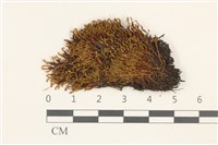 藏品(溪邊扭口蘚)的圖片