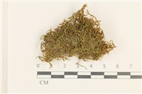 藏品(扭口蘚)的圖片