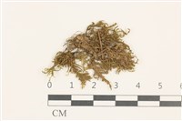 藏品(細枝青蘚)的圖片