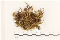 藏品(細枝青蘚)的圖片