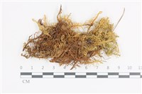 藏品(山羽蘚)的圖片