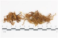 藏品(山羽蘚)的圖片