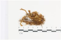 藏品(山羽蘚)的圖片