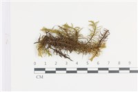 藏品(山羽蘚)的圖片