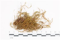 藏品(山羽蘚)的圖片