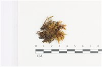 藏品(山羽蘚)的圖片