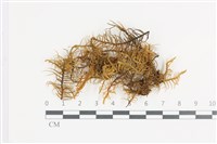 藏品(山羽蘚)的圖片