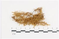 藏品(山羽蘚)的圖片