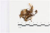 藏品(山羽蘚)的圖片