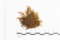 藏品(山羽蘚)的圖片