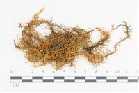 藏品(山羽蘚)的圖片