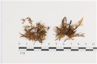 藏品(山羽蘚)的圖片