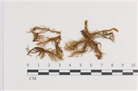 藏品(山羽蘚)的圖片