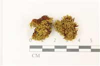 藏品(索氏叢本蘚)的圖片