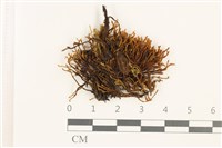 藏品(狹葉扭口蘚)的圖片