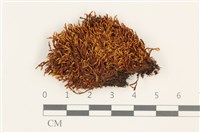 藏品(狹葉扭口蘚)的圖片