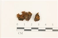 藏品(扭口蘚)的圖片