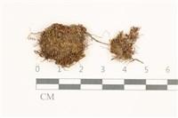 藏品(扭口蘚)的圖片