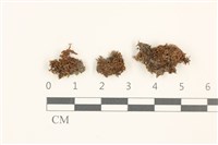 藏品(狹葉扭口蘚)的圖片